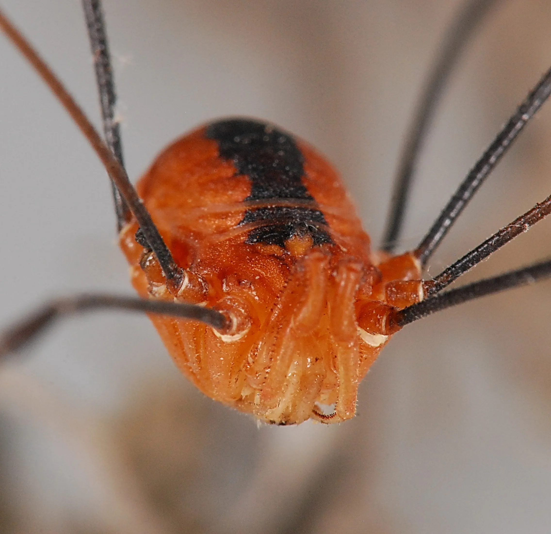 17155 tarantula vs daddy long legs image4