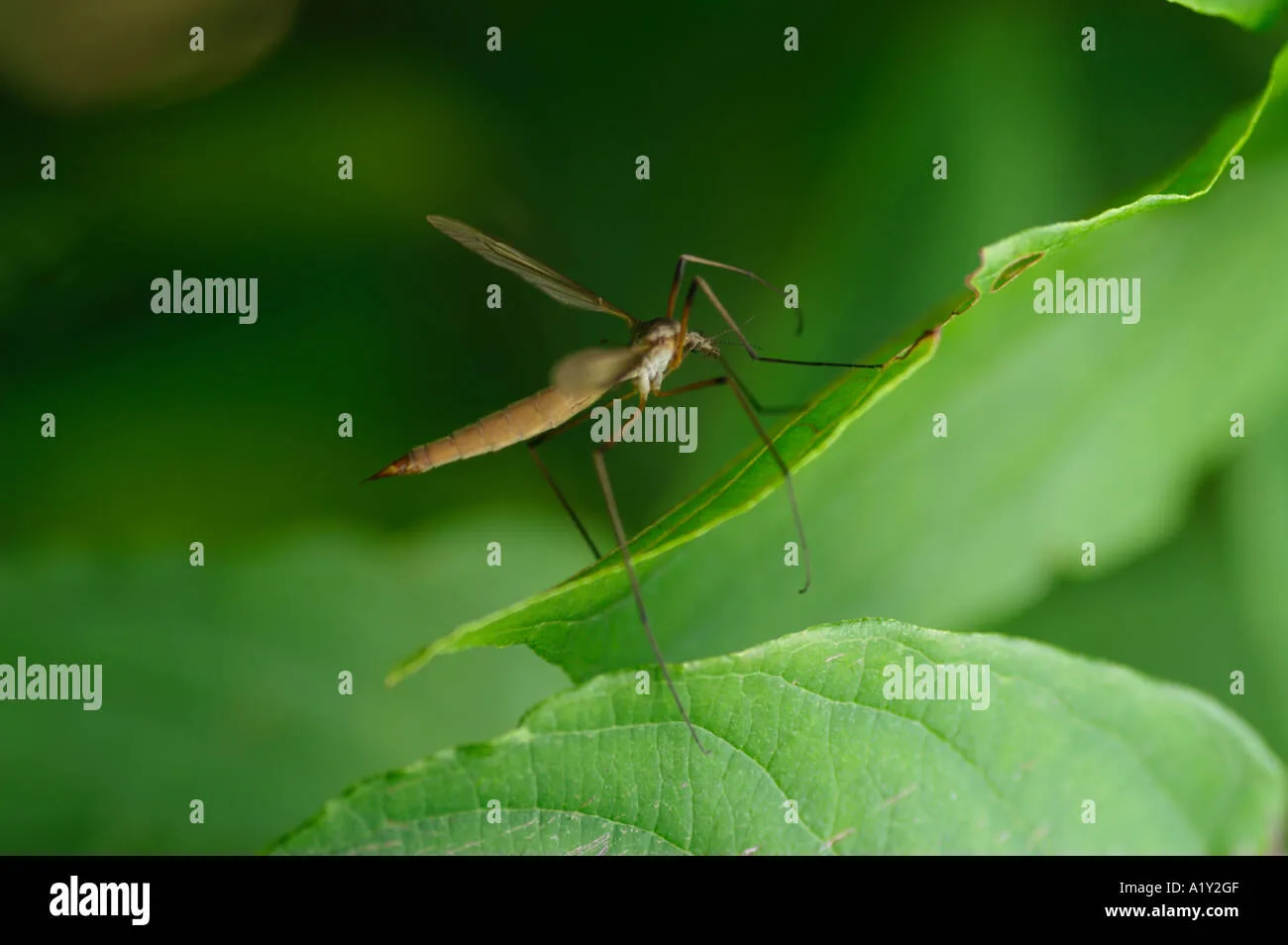 17155 tarantula vs daddy long legs image5