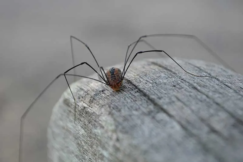 17155 tarantula vs daddy long legs image6