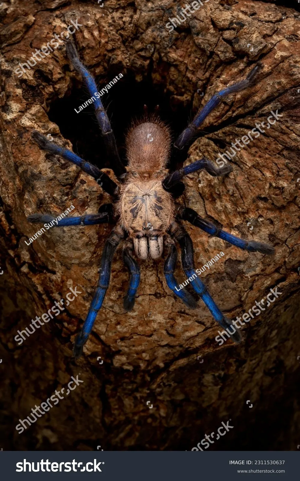 17156 handling tarantula