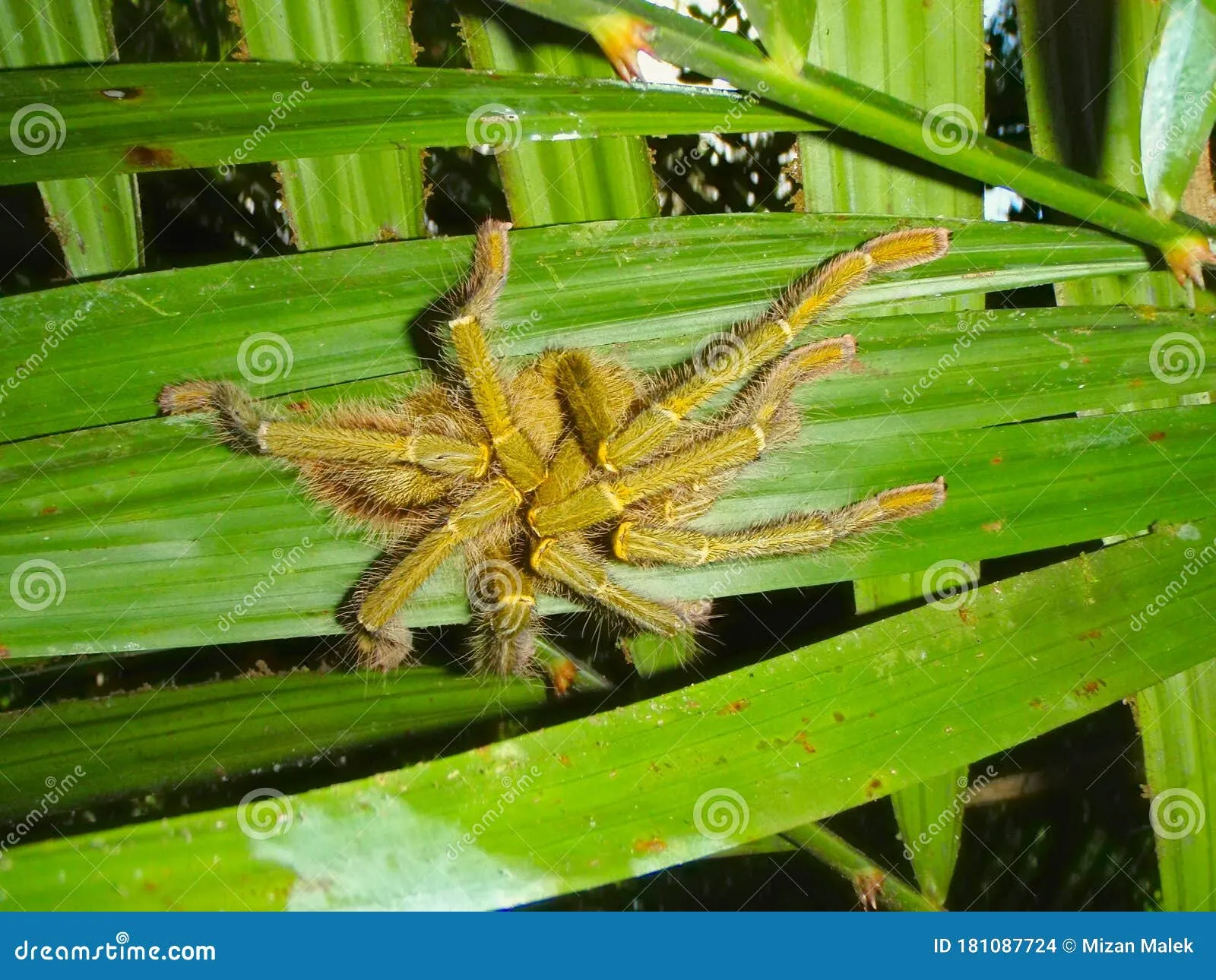 17156 malaysian tarantula habitat