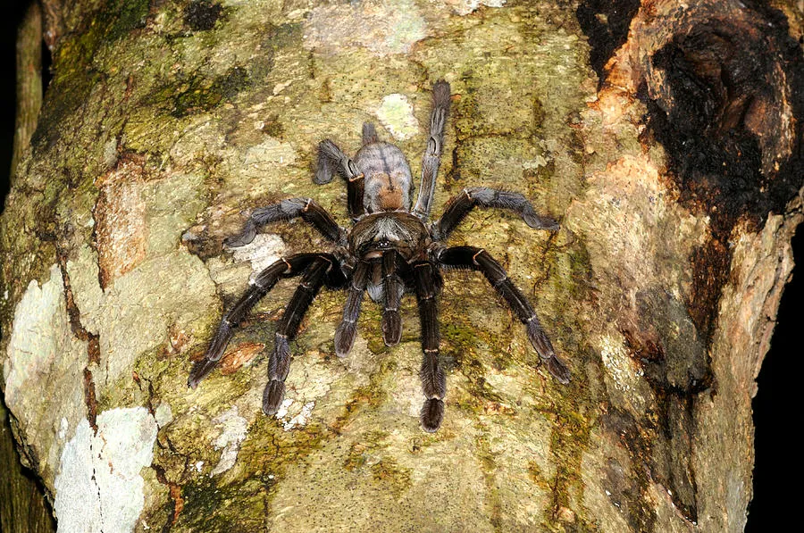 /img/17156-tarantula-behavior.webp