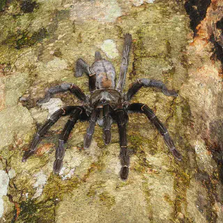 /img/17156-tarantula-behavior.webp