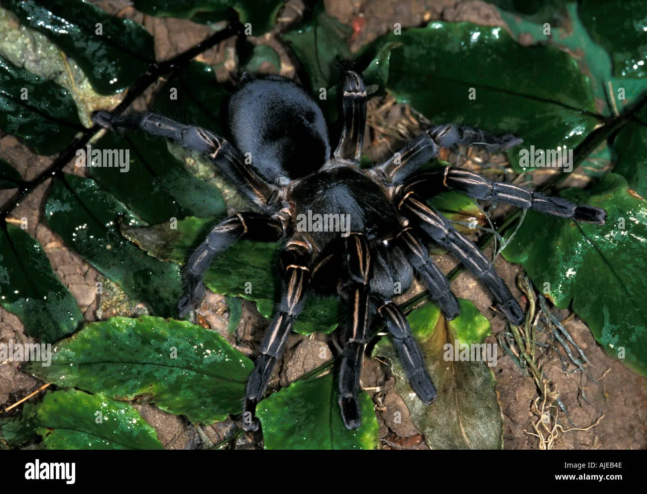 17156 tarantula enclosure