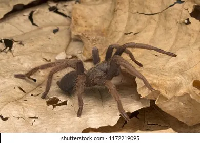 17156 tarantula feeding