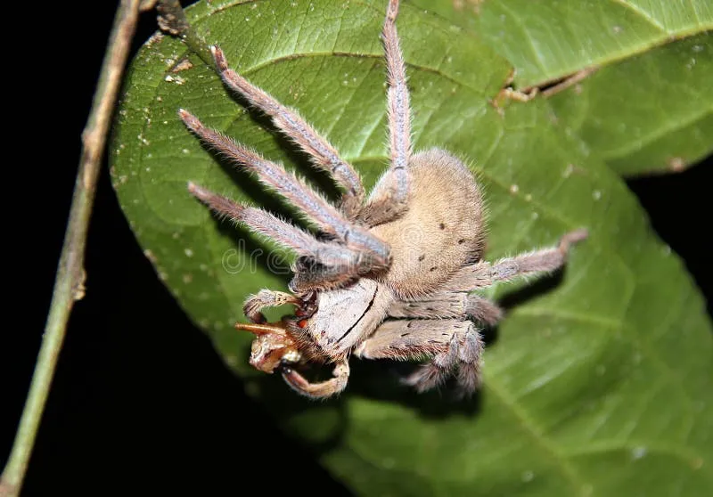 17156 tarantula species 1