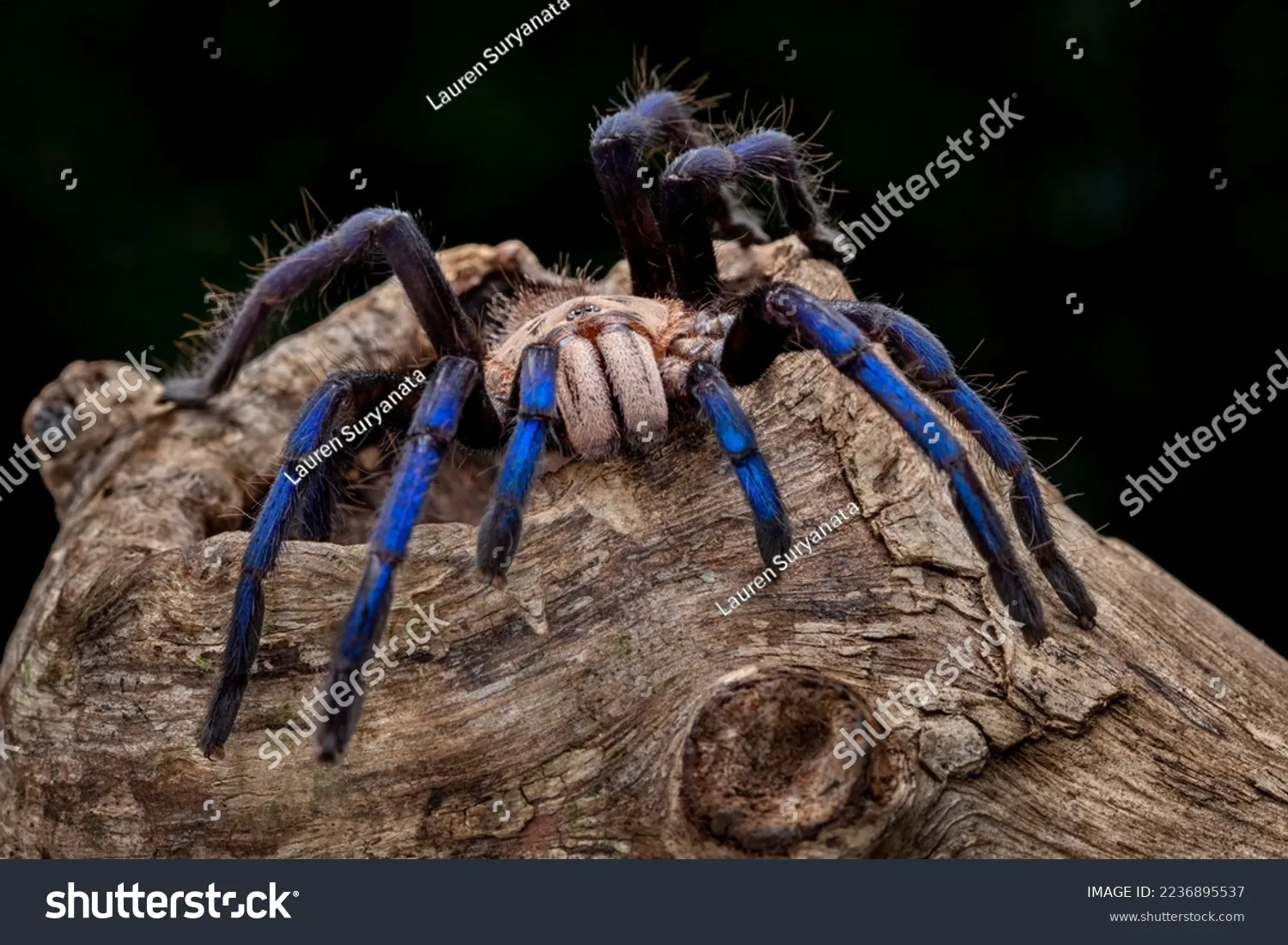 17156 tarantula species 2