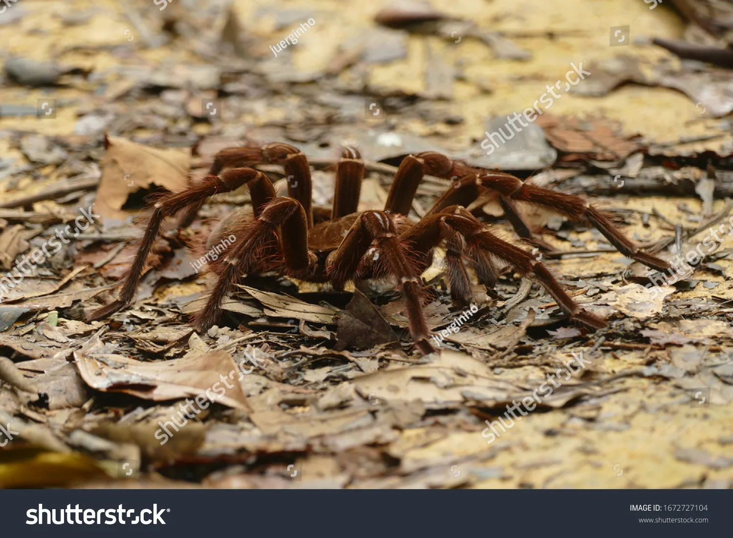 /img/17159-goliath-birdeater-tarantula-healthy.webp