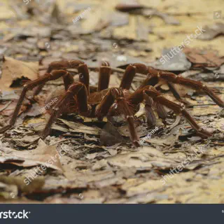/img/17159-goliath-birdeater-tarantula-healthy.webp