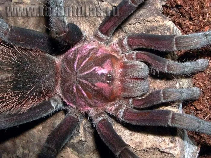 17159 goliath birdeater tarantula meal