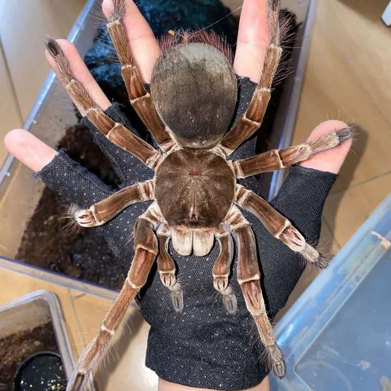 17159 goliath birdeater tarantula prey