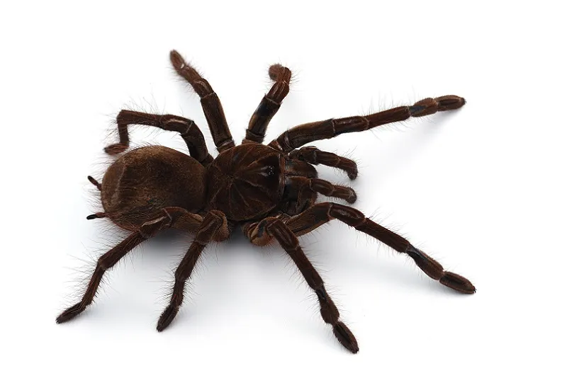 17159 goliath birdeater tarantula water