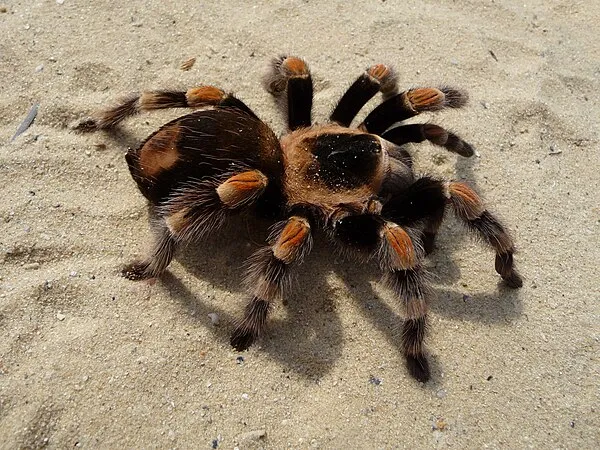 /img/17160-tarantula-kat-advice.webp
