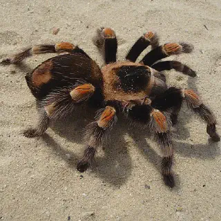 /img/17160-tarantula-kat-advice.webp