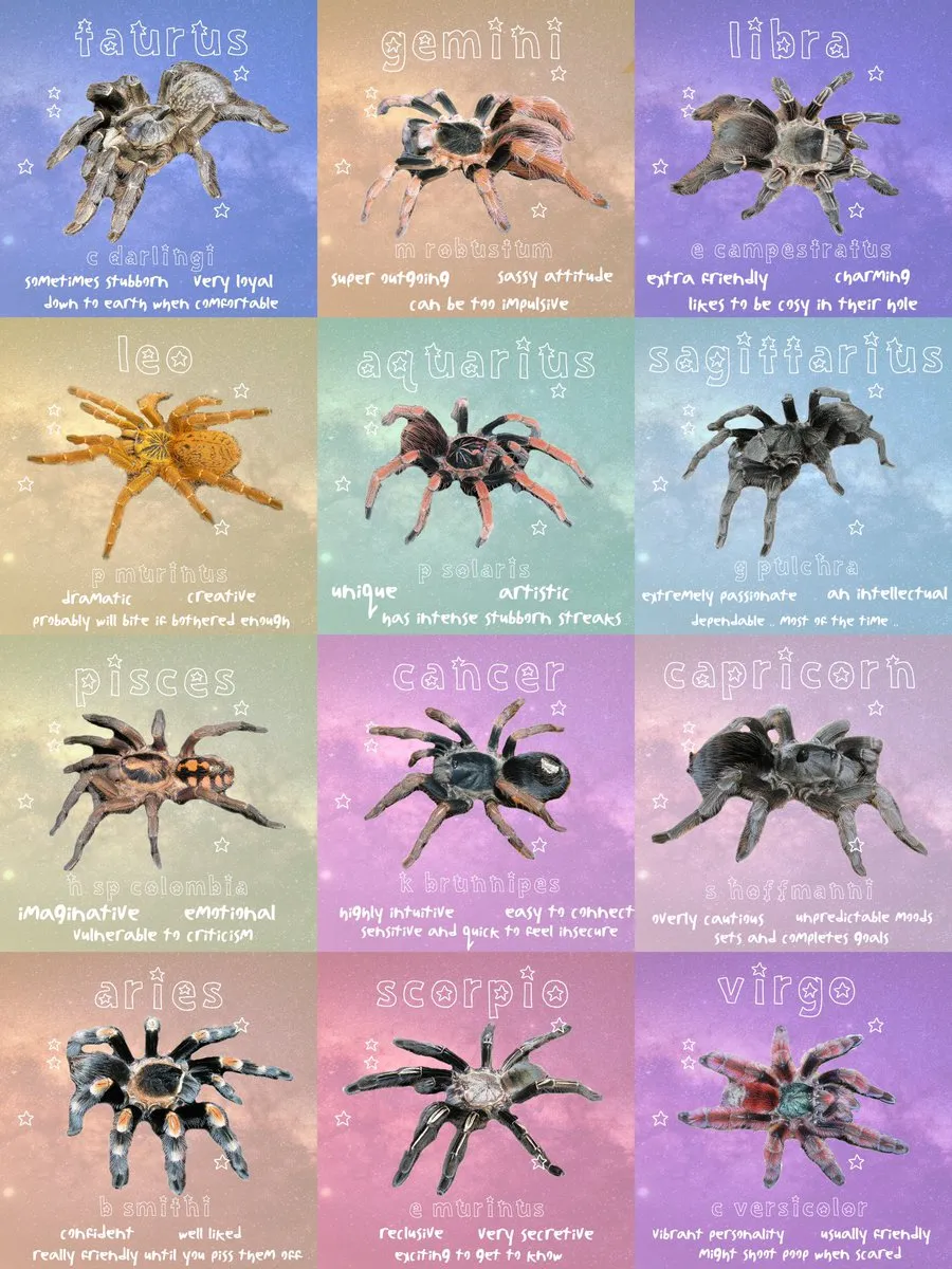 17160 tarantula kat fame