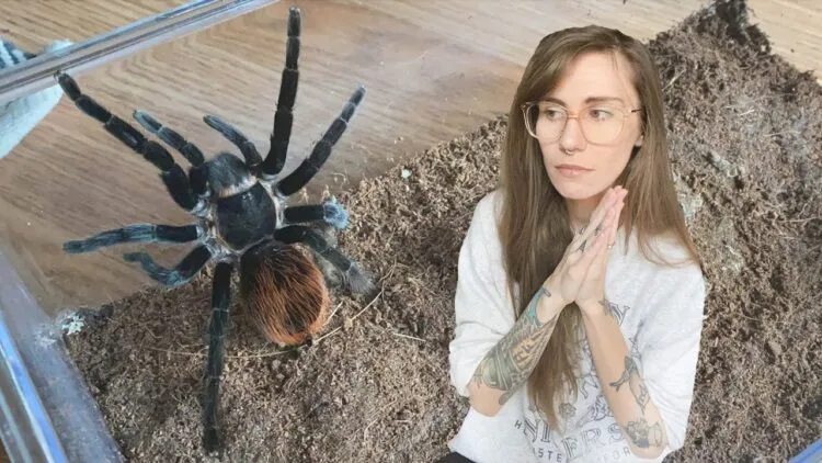 17160 tarantula species