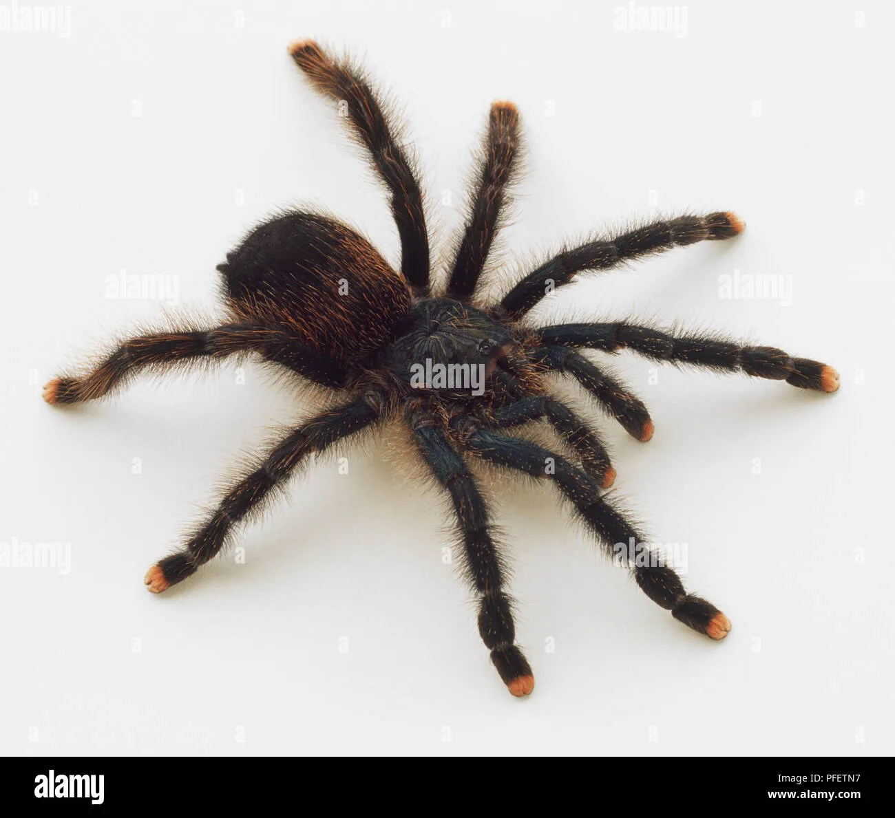 17161 pinktoe tarantula after molt