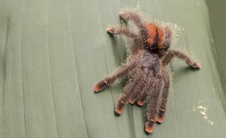 17161 pinktoe tarantula age