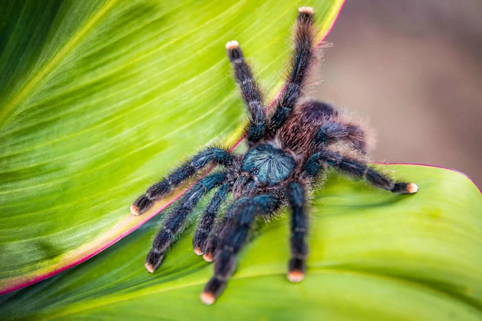17161 pinktoe tarantula diet