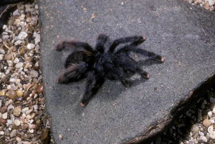 17161 pinktoe tarantula environment