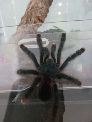 17161 pinktoe tarantula molting signs