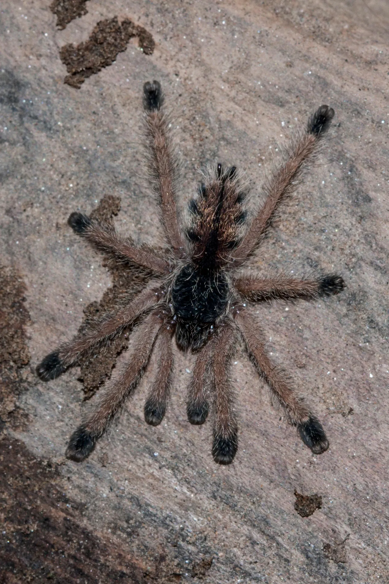 /img/17161-pinktoe-tarantula-stuck-molt.webp