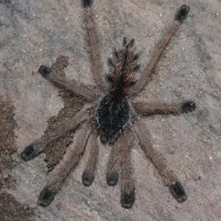 /img/17161-pinktoe-tarantula-stuck-molt.webp