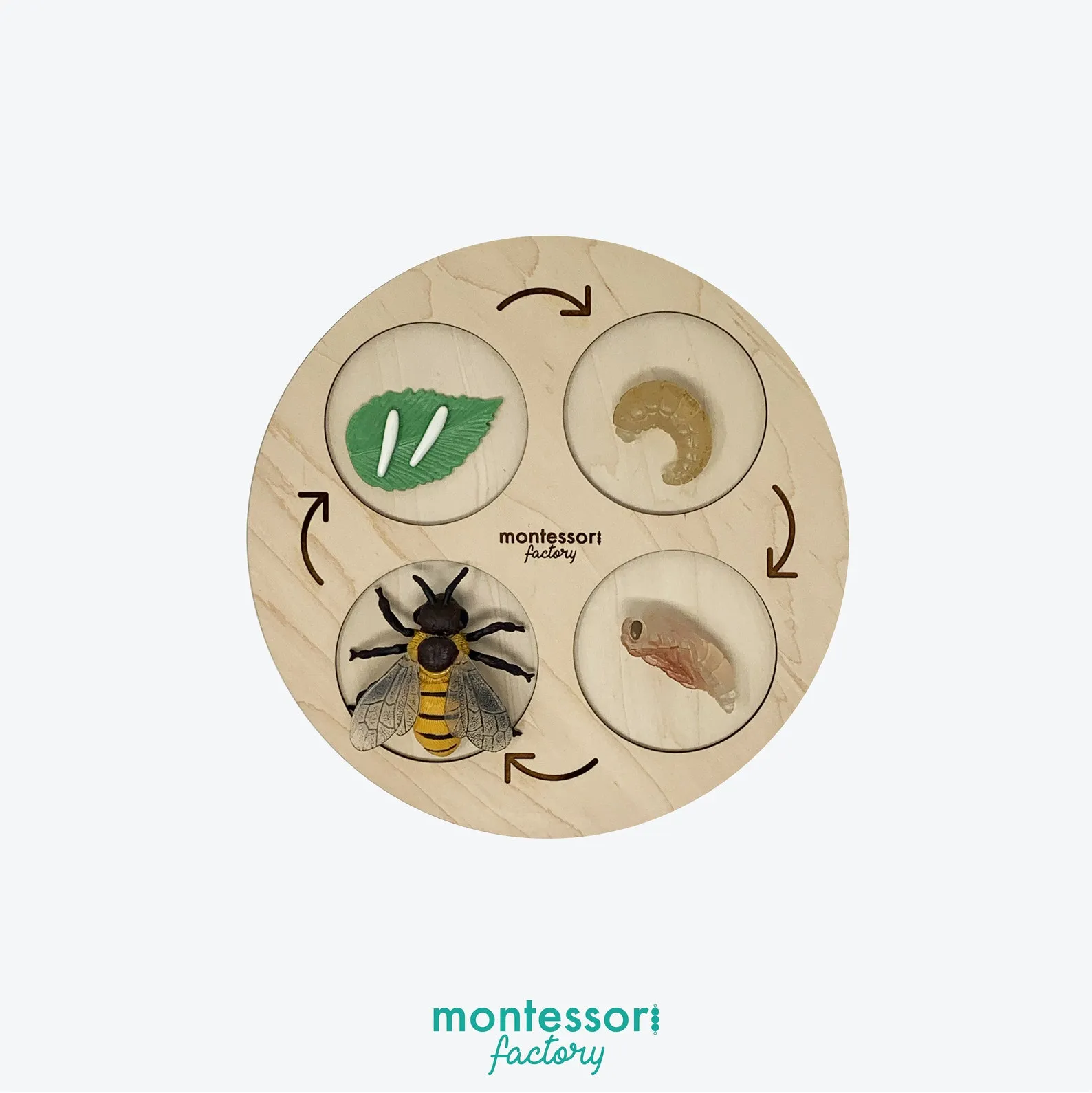 17162 tarantula health check