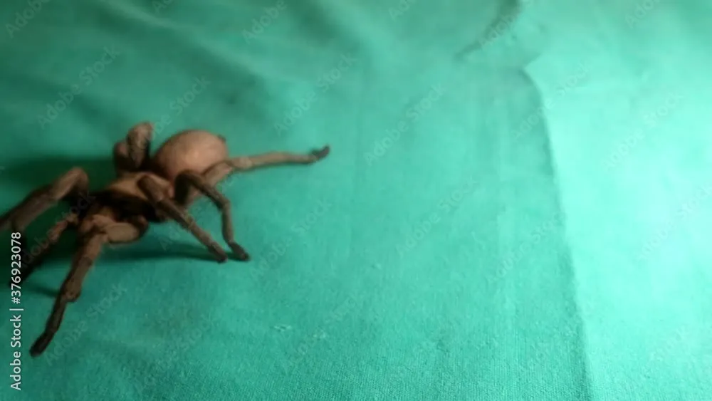 17162 tarantula species