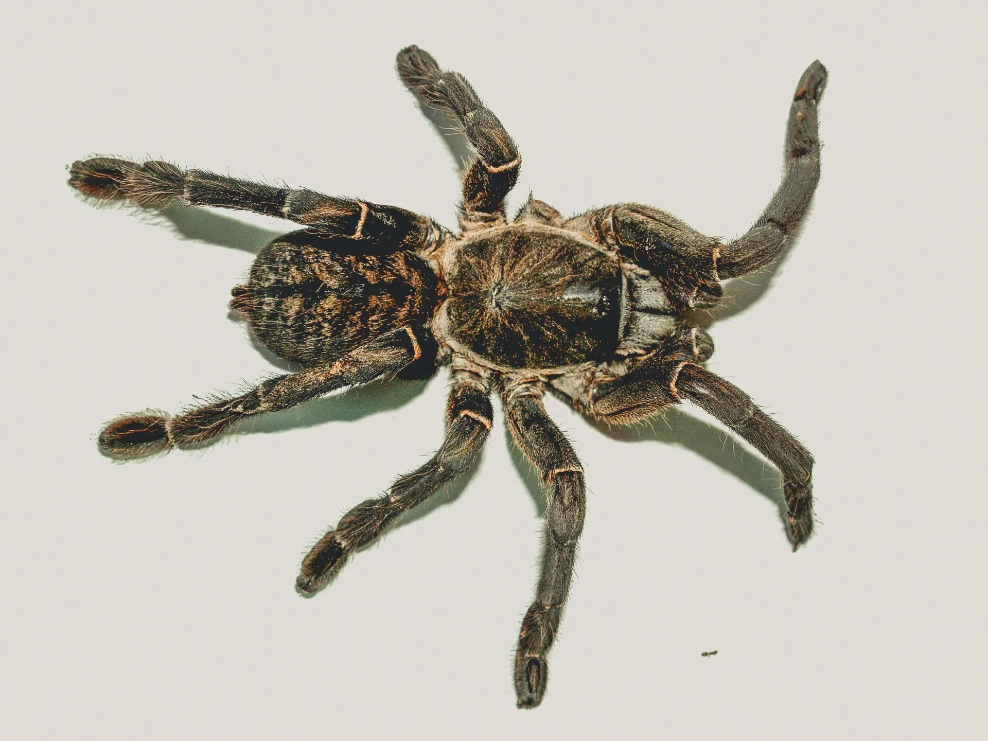 /img/17162-tarantula-watering.webp