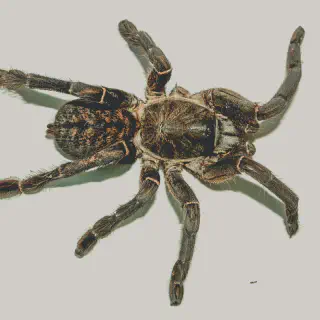 /img/17162-tarantula-watering.webp