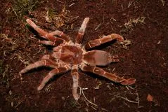 /img/17163-tarantula-canada-feeding.webp