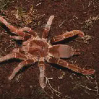 /img/17163-tarantula-canada-feeding.webp
