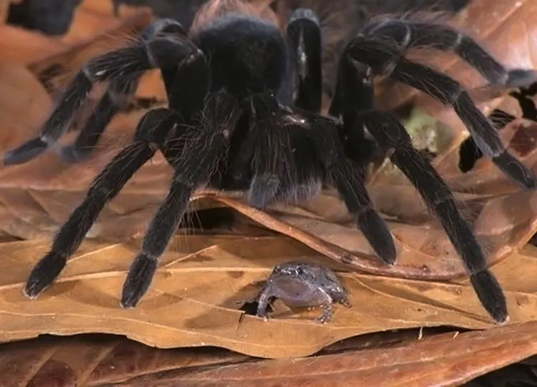17164 giant tarantula frog habitat