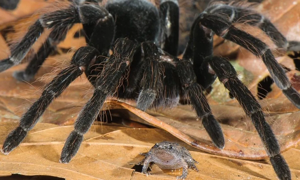 /img/17164-tarantula-frog-environment.webp