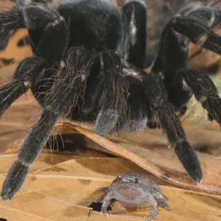 /img/17164-tarantula-frog-environment.webp