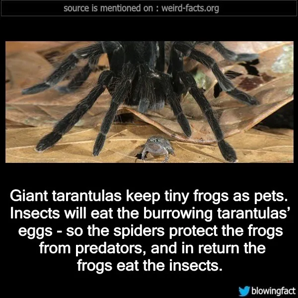 17164 tarantula protecting frog