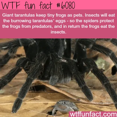 17164 tarantula species frog