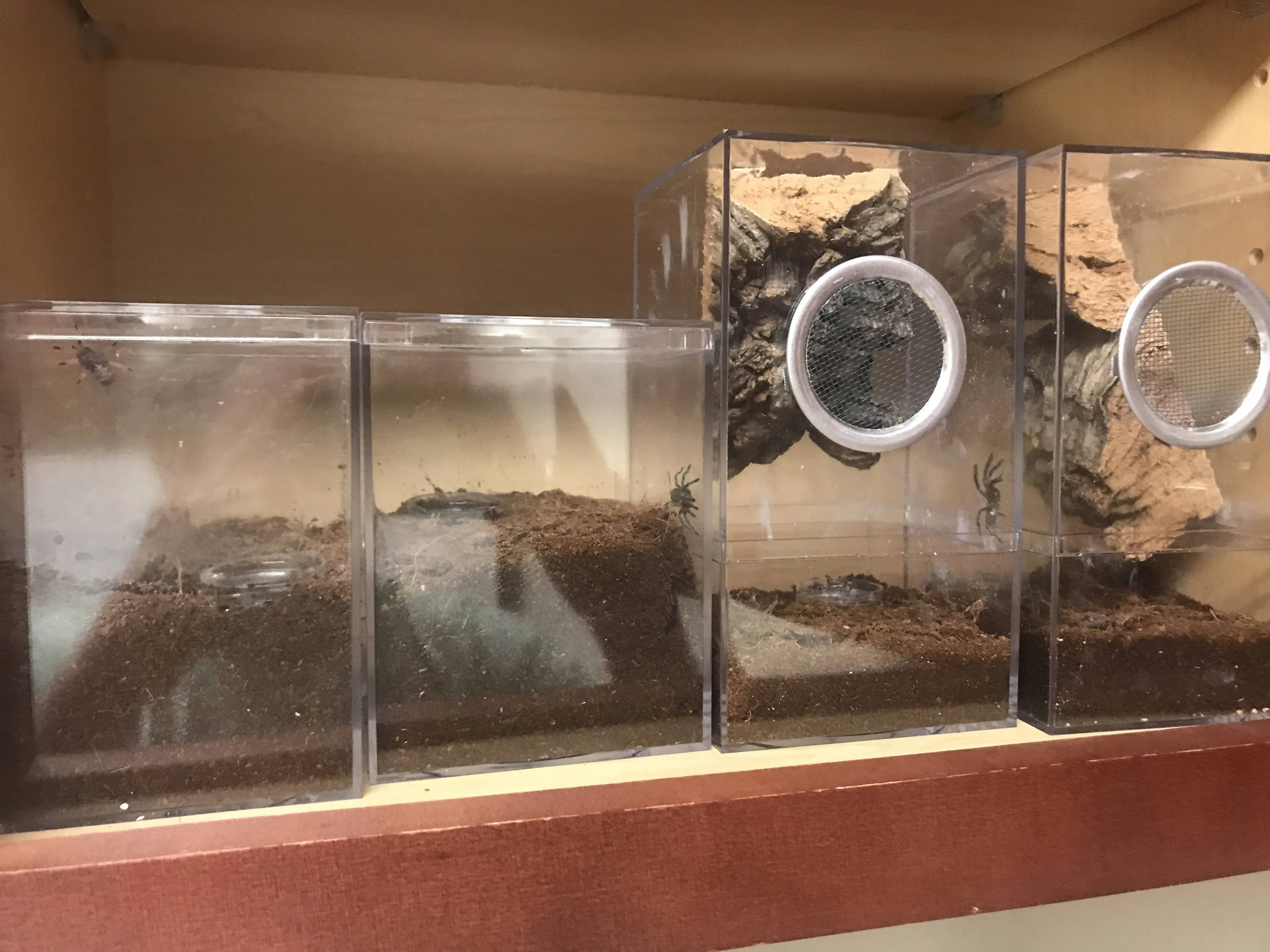 17165 tarantula enclosure size