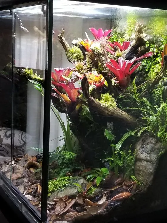 17165 tarantula feeding