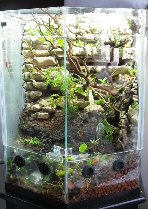 /img/17165-tarantula-healthy.webp