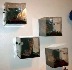 17165 tarantula hiding place