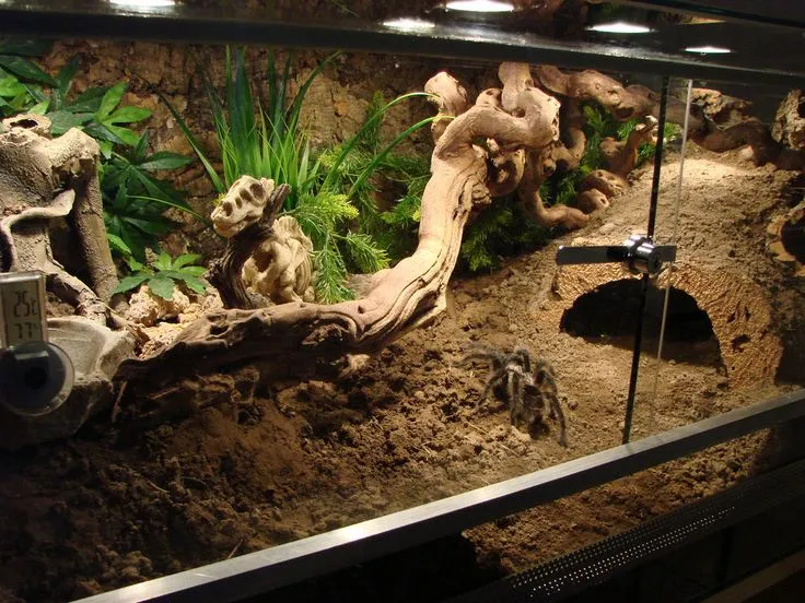 17165 tarantula substrate options