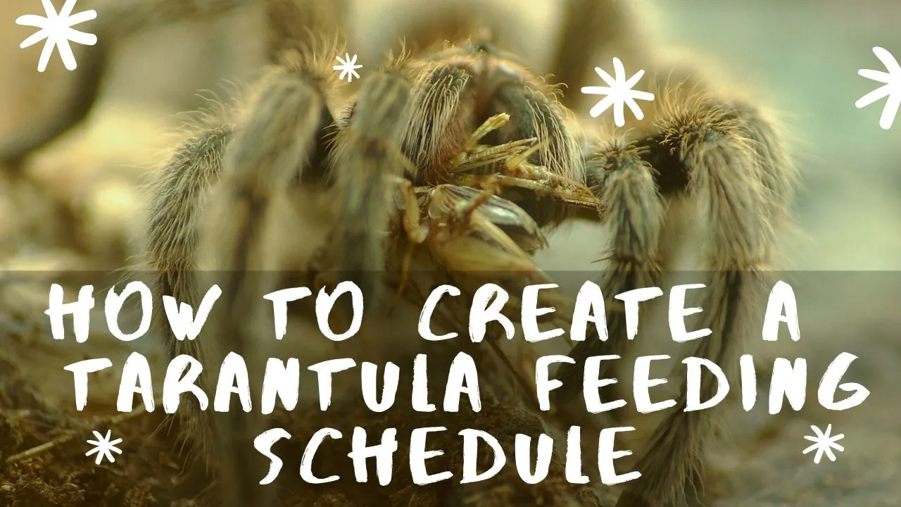 17166 tarantula hydration