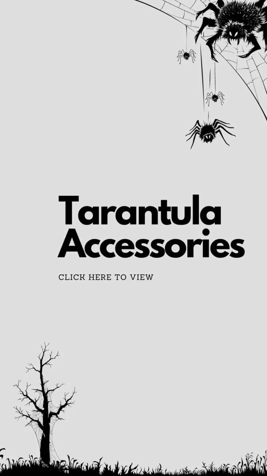 17166 tarantula prey