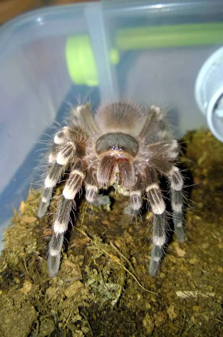 /img/17166-tarantula-water-source.webp