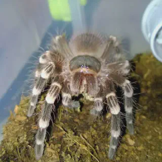 /img/17166-tarantula-water-source.webp