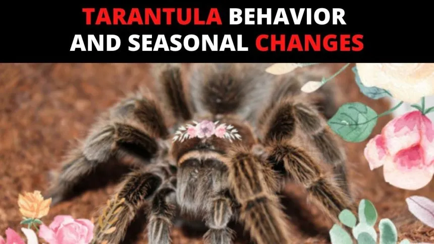 17167 tarantula behavior overview