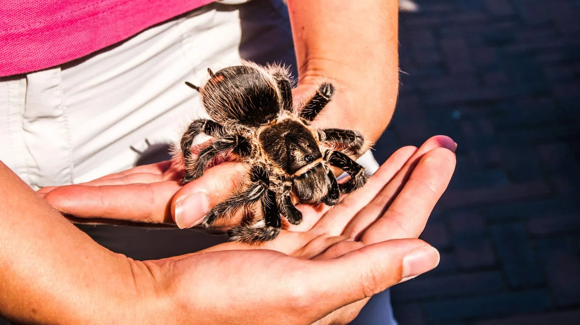 17167 tarantula burrowing