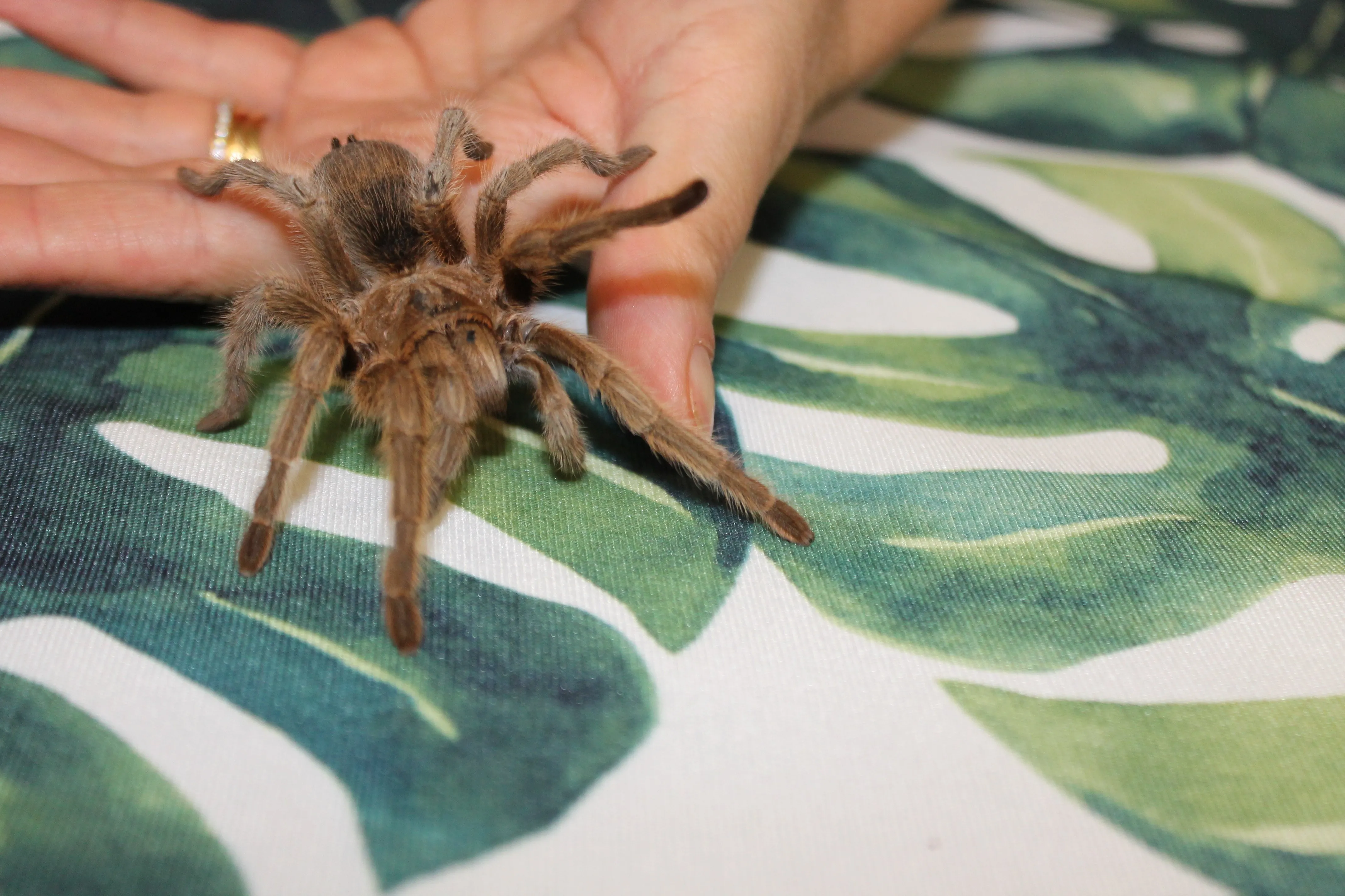 17167 tarantula hunting